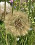 vignette Tragopogon porrifolius - Salsifis cultiv