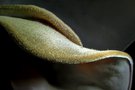 vignette Auricularia cornea