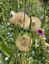 vignette Tragopogon porrifolius - Salsifis cultiv