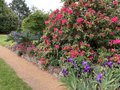 vignette Iris x 'Ambroise' et Rhododendron x 'Anna Rose Whitney'