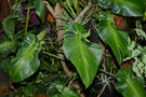 vignette Philodendron rugosum 'aberrant form'