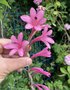 vignette Watsonia - Watsonia rose