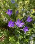 vignette Triteleia laxa = Brodiaea laxa