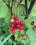 vignette Ribes rubrum Junifer - Groseiller  grappes