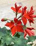 vignette Pelargonium hortorum Fireworks Scarlet