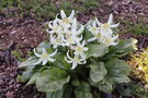 vignette Erythronium californicum 'White Beauty'
