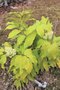 vignette Sambucus racemosa subsp. kamtschatica 'Coup de Foudre'