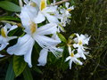 vignette Rhododendron stamineum parfumé aux longues étamines au 25 05 21