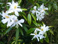 vignette Rhododendron stamineum parfumé aux longues étamines autre vue au 25 05 21