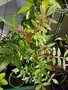 vignette Zanthoxylum acanthopodium (Andaliman, Lemon pepper)
