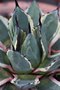 vignette Agave parryi 'Cream Spike'