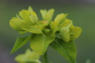 vignette Euphorbia wallichii