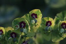 vignette Euphorbia x martini 'Ascot Rainbow'