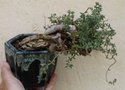vignette Trichodiadema bulbosum / Aizoaceae /