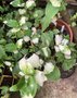 vignette Tradescantia andersoniana 'Blushing Bride'