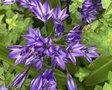 vignette Triteleia laxa 'Rudy' = Brodiaea laxa 'Rudy'