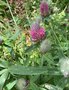 vignette Trifolium rubens - Trfle rougetre, trfle rouge ou queue de renard