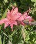 vignette Gladiolus x colvillei 'Peach Blossom' - Glaieul nain