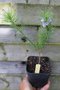 vignette Psoralea pinnata / Fabaceae / Afrique du Sud