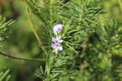 vignette Psoralea pinnata / Fabaceae / Afrique du Sud