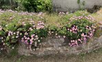 vignette Erigeron glaucus