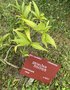 vignette Griselinia ruscifolia