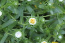 vignette Grindelia chiloensis / Asteraceae / les Chiloe (Chili)