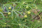 vignette Manihot carthaginensis / Euphorbiaceae