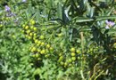 vignette Solanum ligustrinum