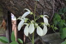 vignette Erythrina crista-galli var. leucochlora