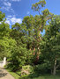 vignette Arbutus andrachne - Arbousier au Jardin des Ombrages et Arboretum Gaston Allard