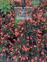 vignette Begonia boliviensis 'Glowing Embers'