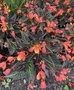 vignette Begonia boliviensis 'Glowing Embers'