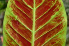vignette Philodendron subhastatum
