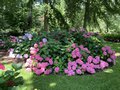 vignette Collection de rfrence Hydrangea - Hortensia