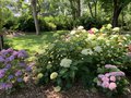 vignette Collection de rfrence Hydrangea - Hortensia