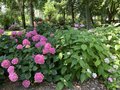 vignette Collection de rfrence Hydrangea - Hortensia