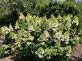 vignette Collection de rfrence Hydrangea - Hortensia