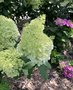 vignette Collection de rfrence Hydrangea - Hortensia