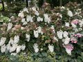 vignette Collection de rfrence Hydrangea - Hortensia