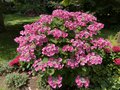 vignette Collection de rfrence Hydrangea - Hortensia