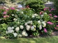 vignette Collection de rfrence Hydrangea - Hortensia