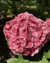 vignette Collection de rfrence Hydrangea - Hortensia