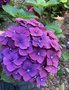 vignette Collection de rfrence Hydrangea - Hortensia