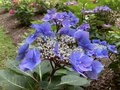 vignette Collection de rfrence Hydrangea - Hortensia