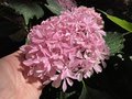 vignette Collection de rfrence Hydrangea - Hortensia