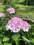 vignette Collection de rfrence Hydrangea - Hortensia