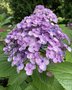 vignette Collection de rfrence Hydrangea - Hortensia