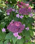 vignette Collection de rfrence Hydrangea - Hortensia