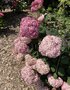 vignette Collection de rfrence Hydrangea - Hortensia